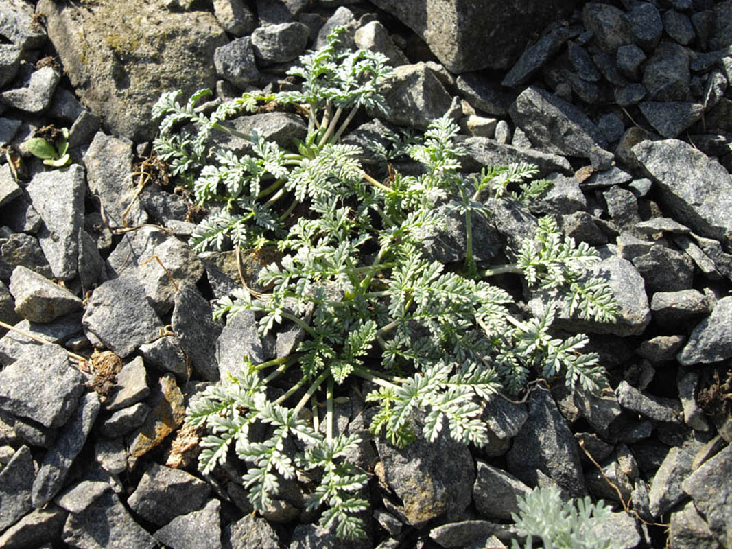 Erodium x kolbianum 'Natasha'
